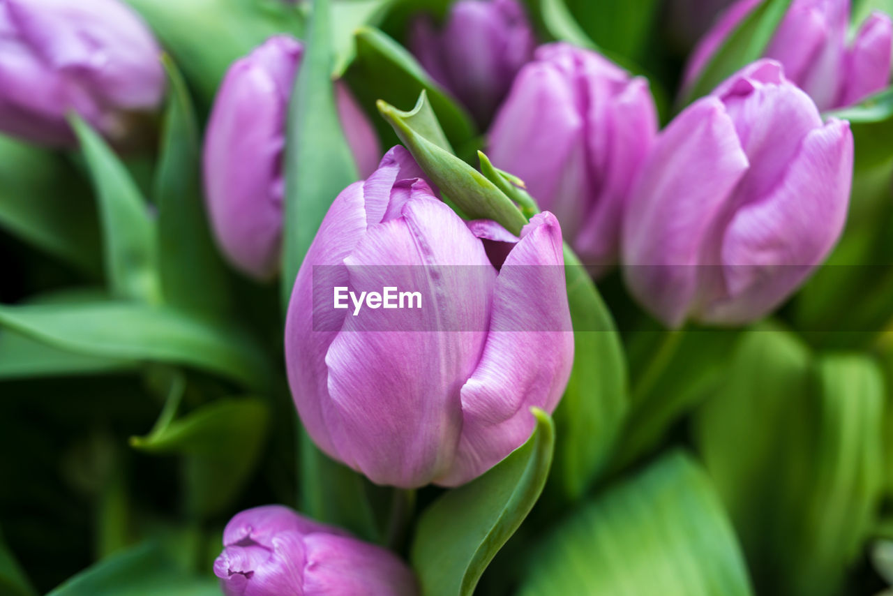 Close-up of pinkish purple tulip flowers