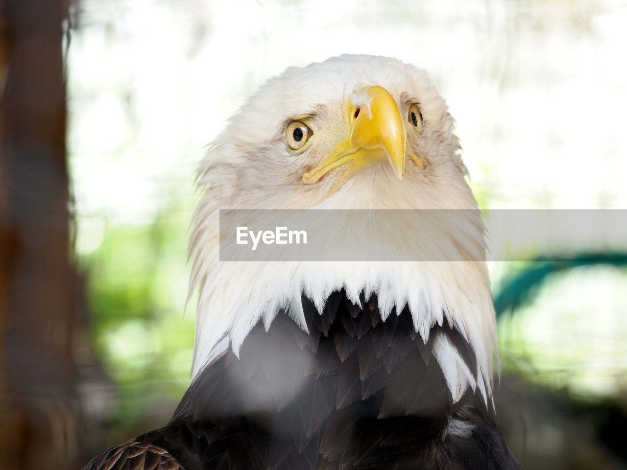 Close-up of bald eagle