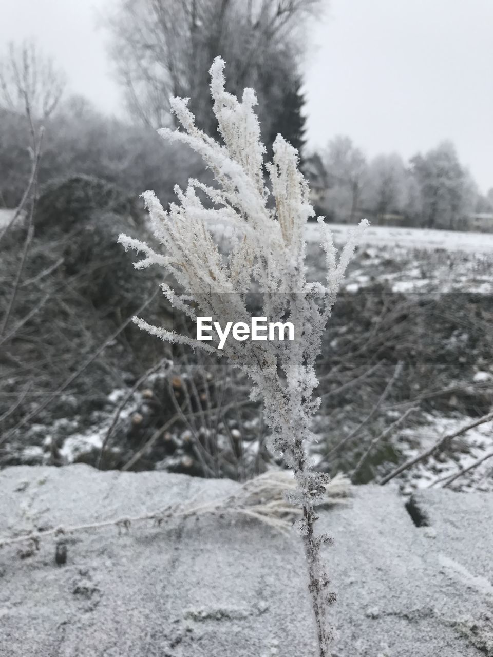 CLOSE-UP OF FROZEN TREE AGAINST SKY