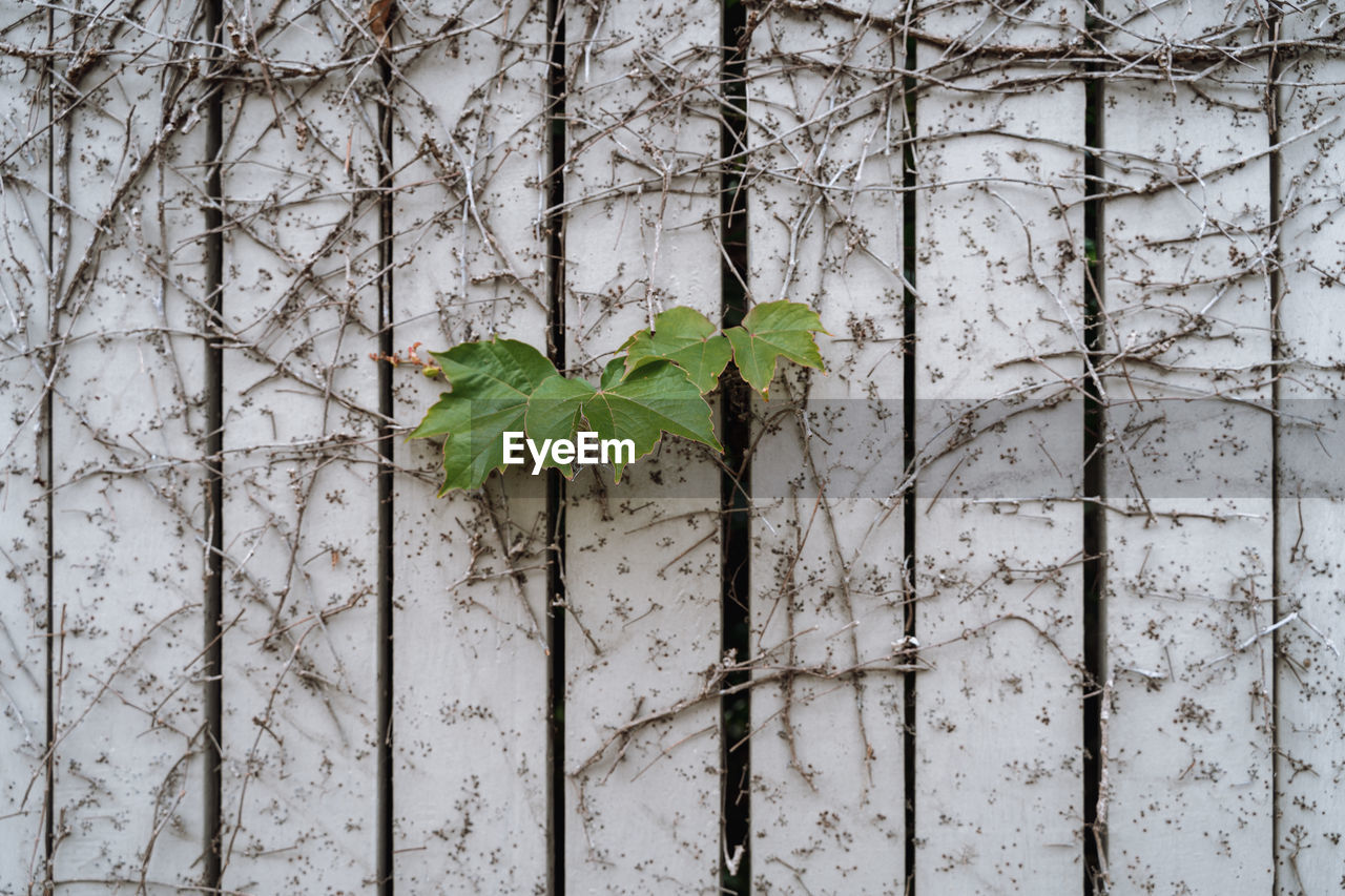 CLOSE-UP OF IVY GROWING ON TREE