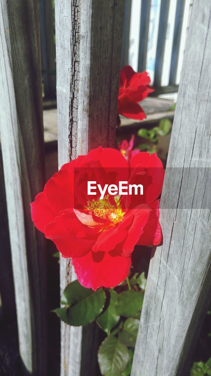 Close-up of red flower