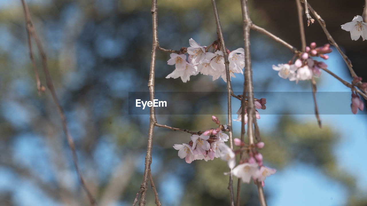 Close-up of cherry blossom