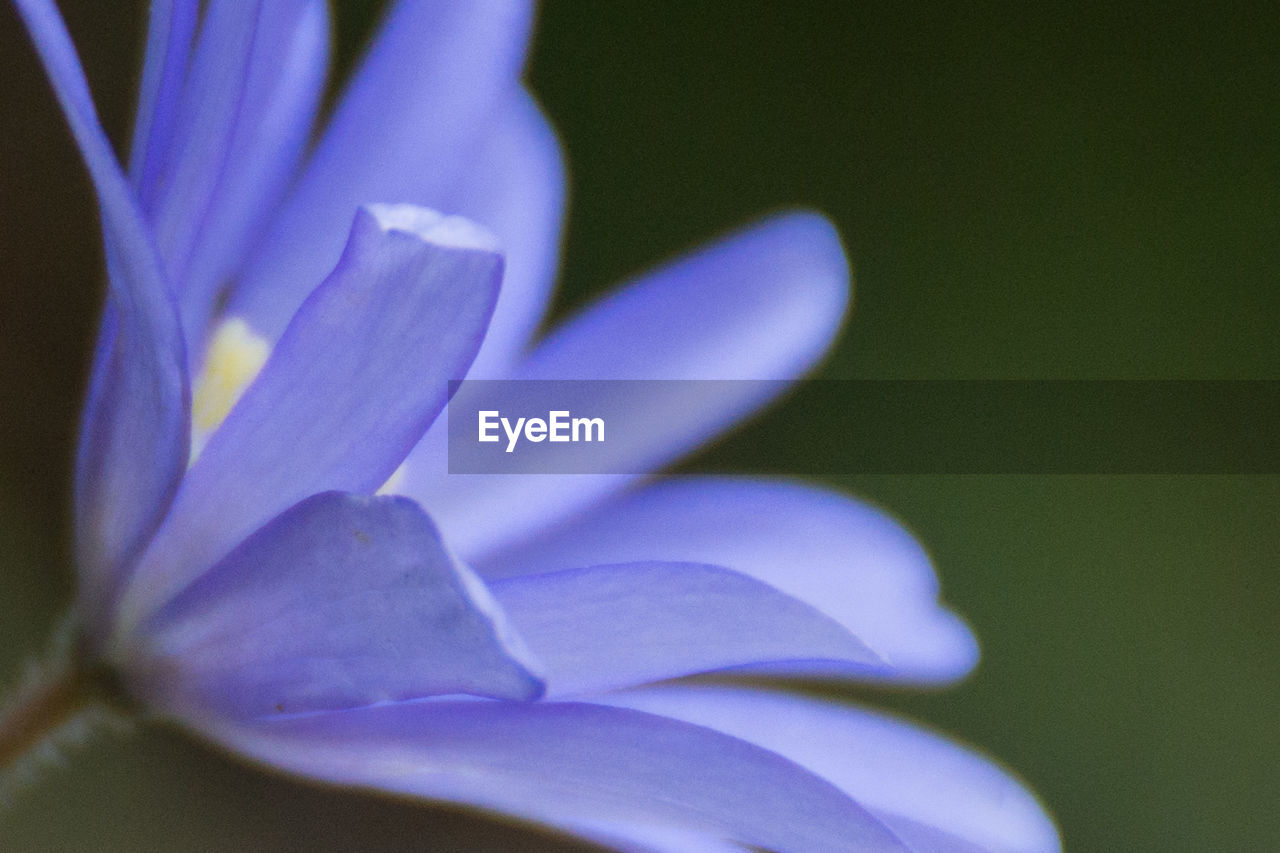 Close-up of purple flower