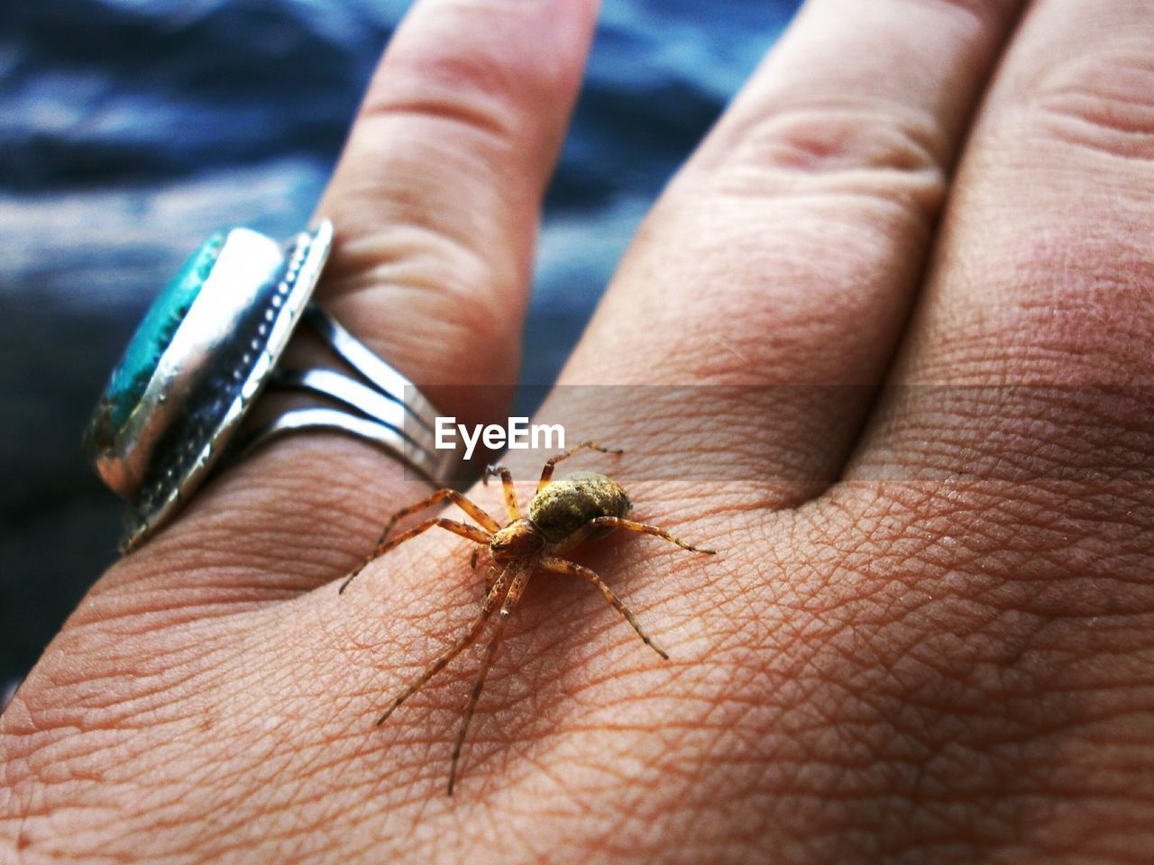 Close-up of hand holding spider