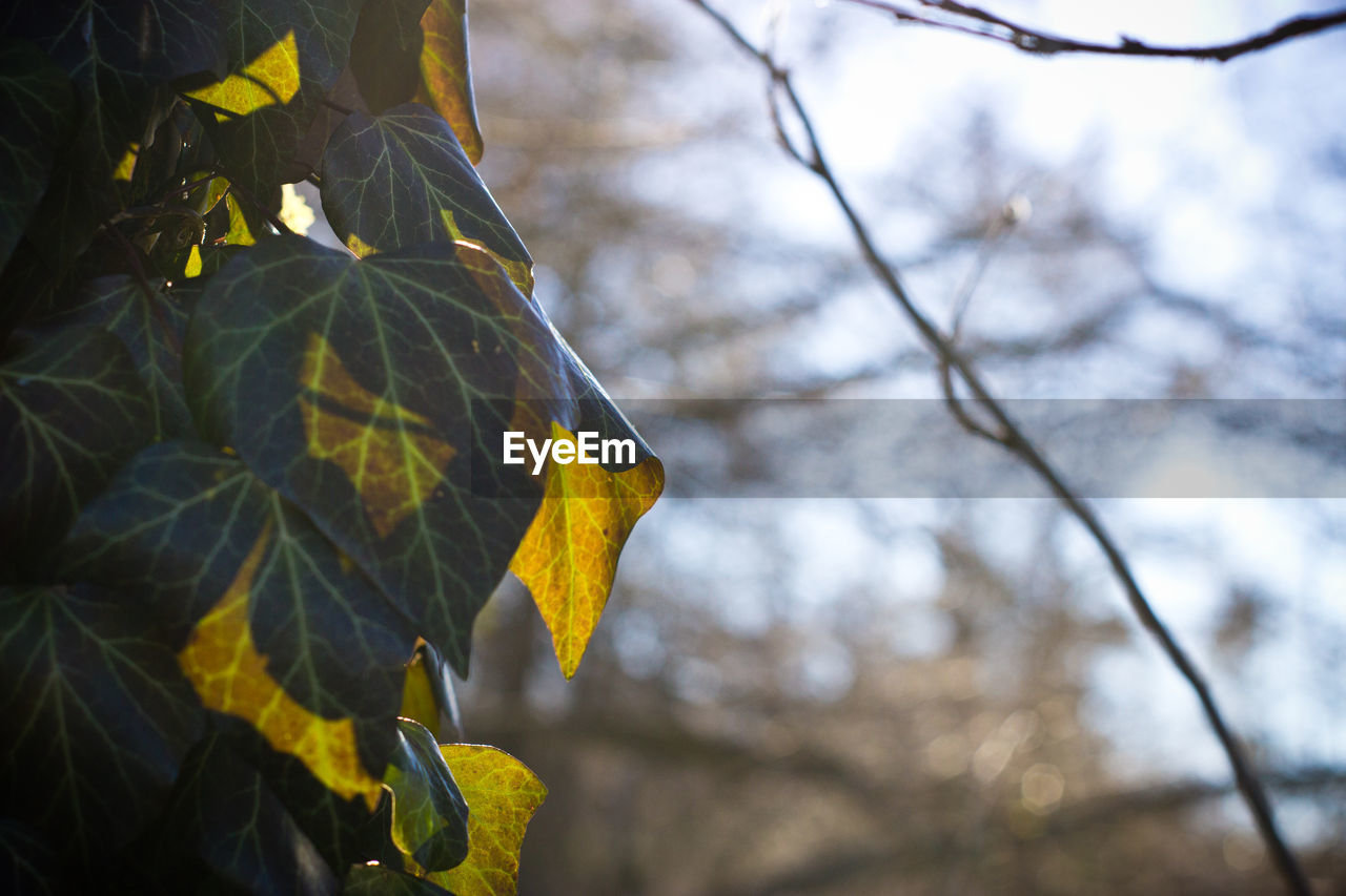 Close-up of yellow leaves against blurred background