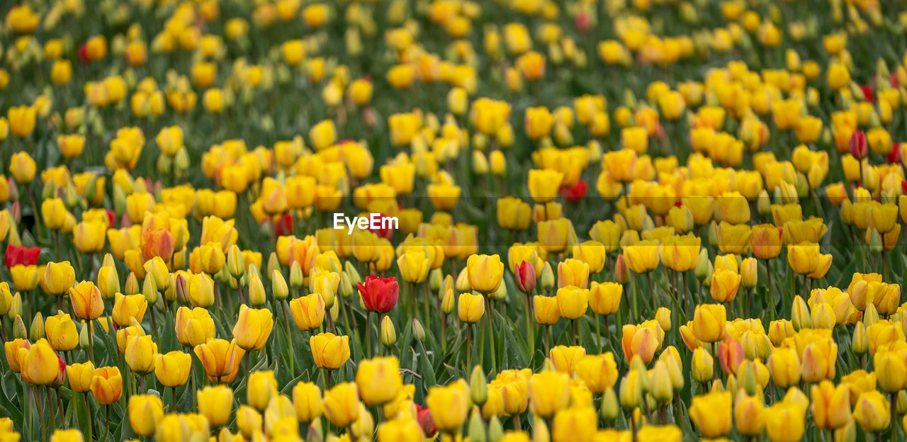 CLOSE-UP OF YELLOW TULIPS ON FIELD