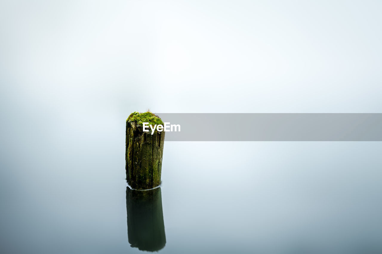 Moss lake water calm still trunk stillimage green blue lonely tree