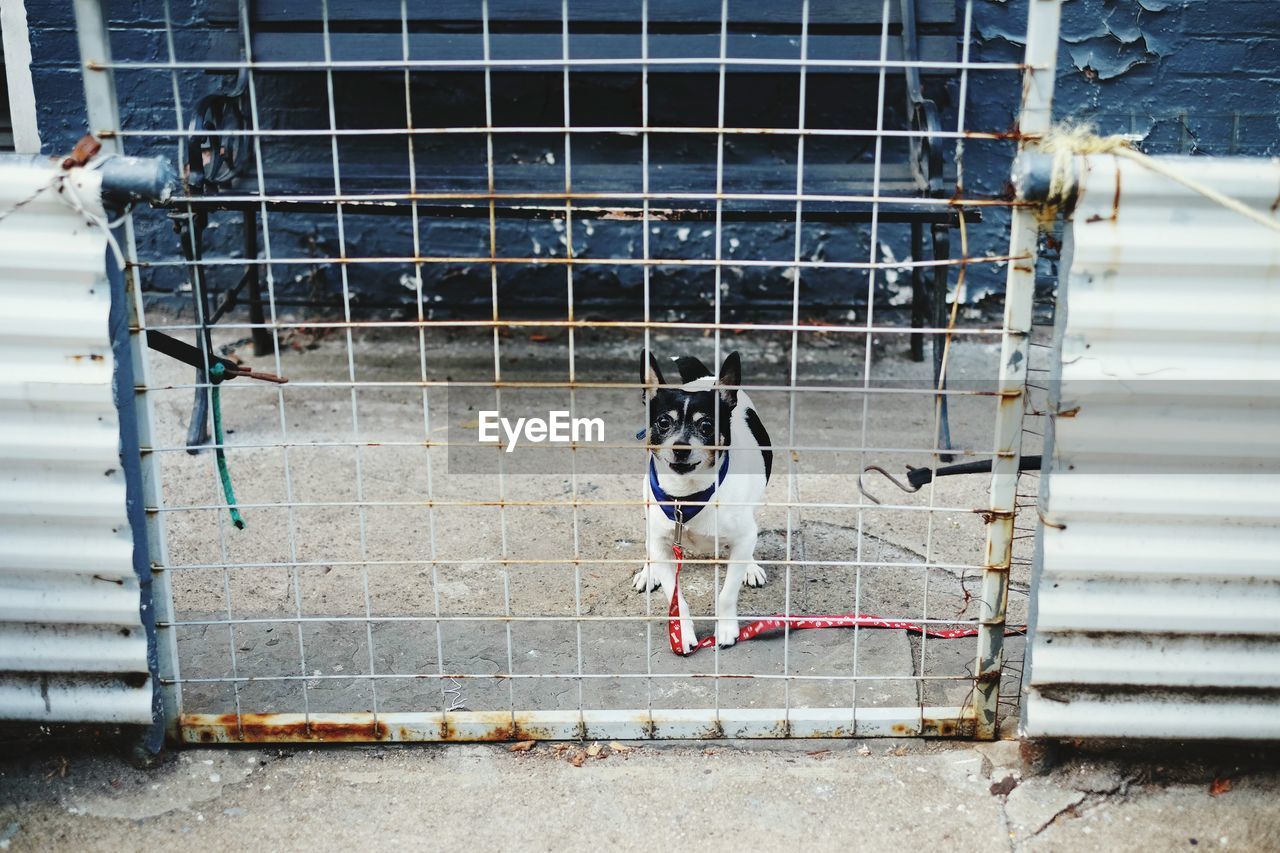 High angle view of dog on field seen through fence