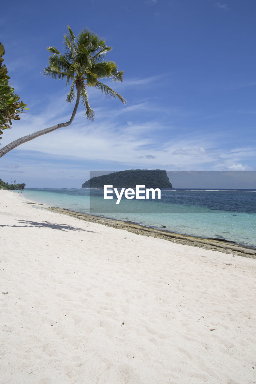 Leaning palm tree at white sand tropical beach with blue clear waters