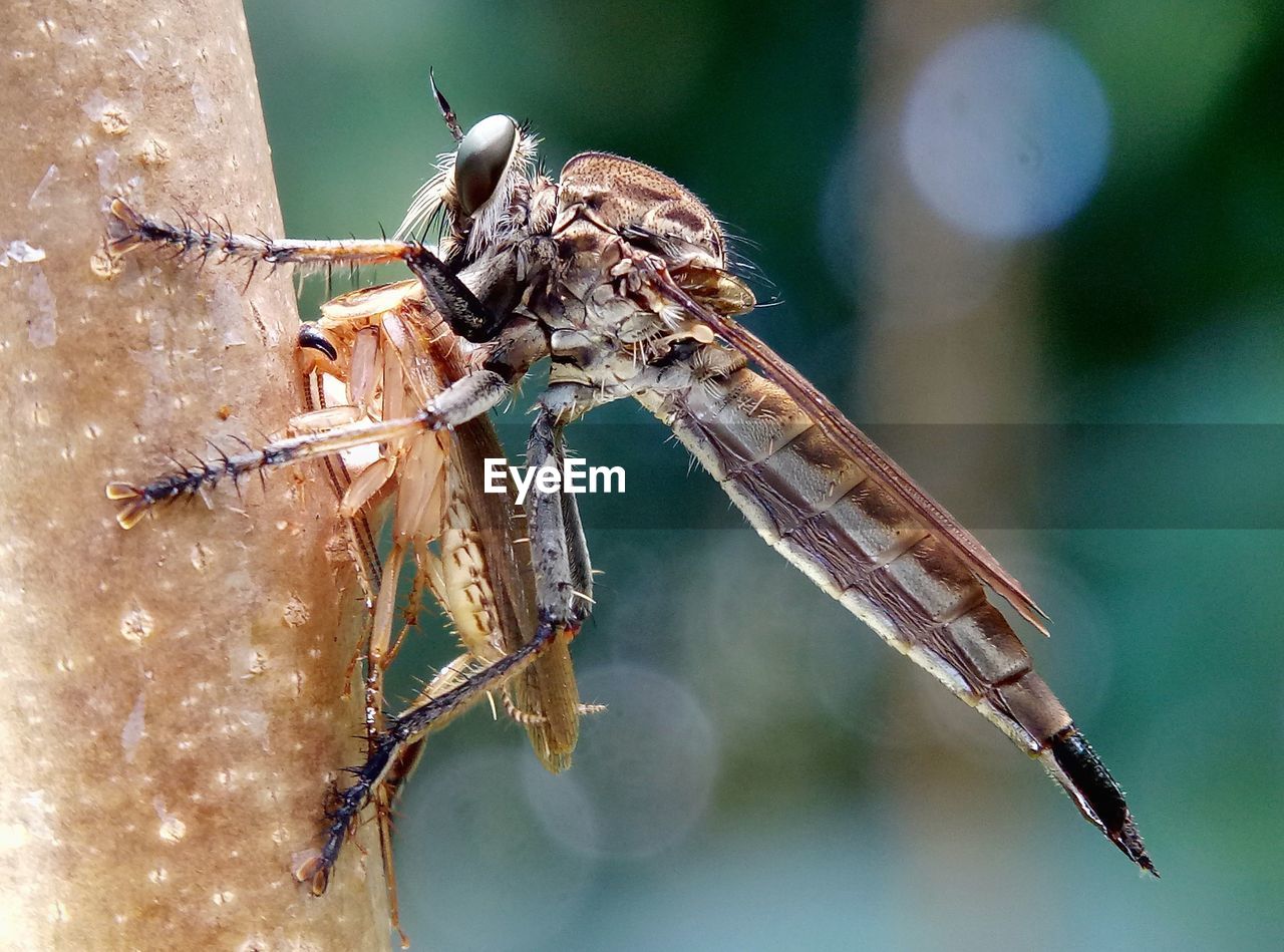 CLOSE-UP OF DRAGONFLY ON LEAF