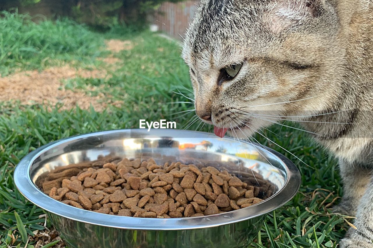 Close-up of a cat eating