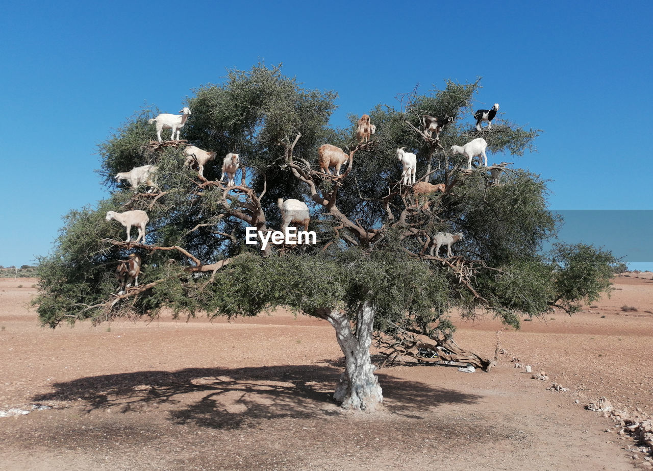 Goats searching for argan nuts