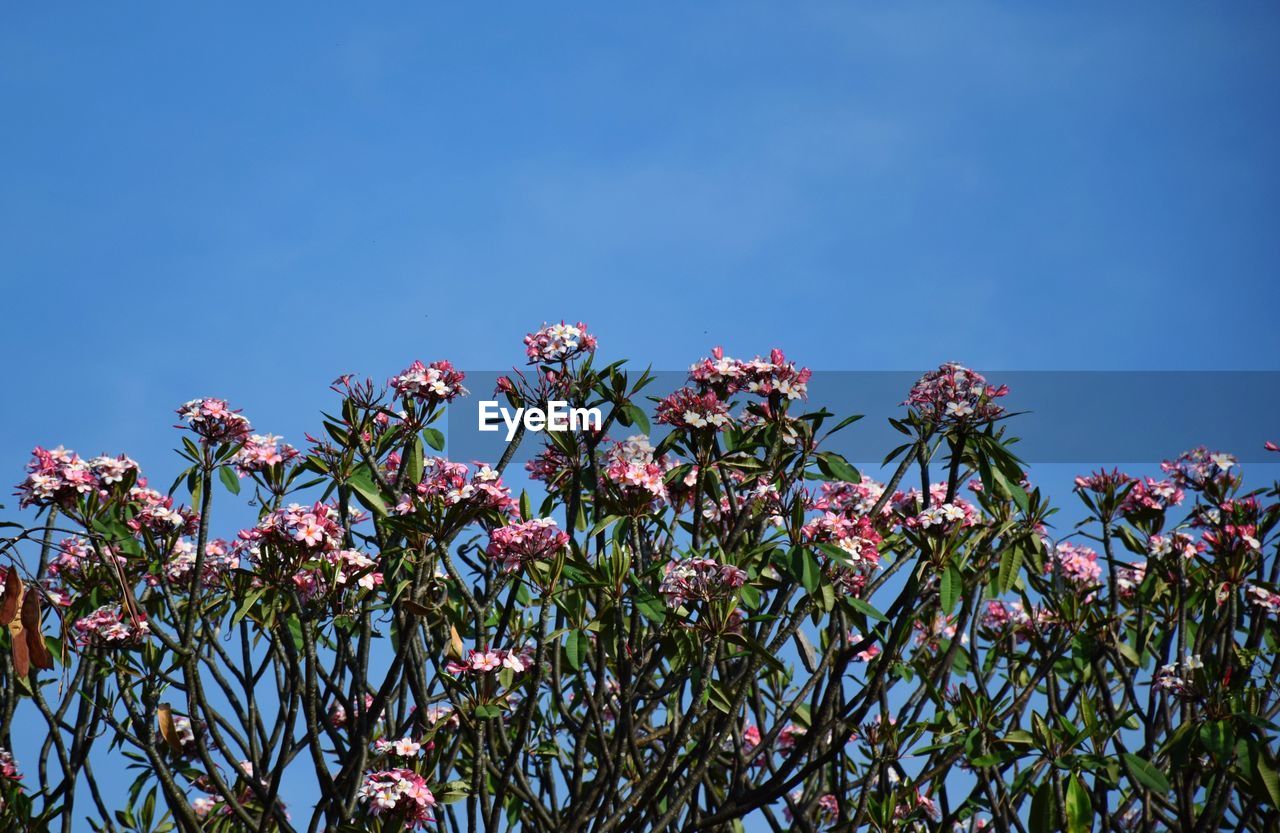 LOW ANGLE VIEW OF FLOWERS BLOOMING AGAINST BLUE SKY
