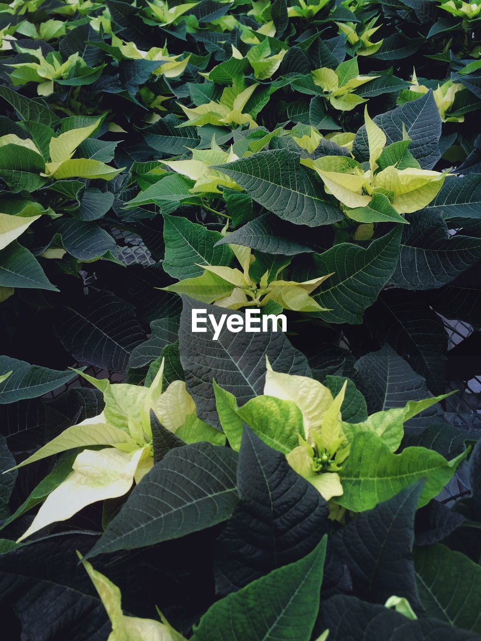 Full frame shot of fresh green plants