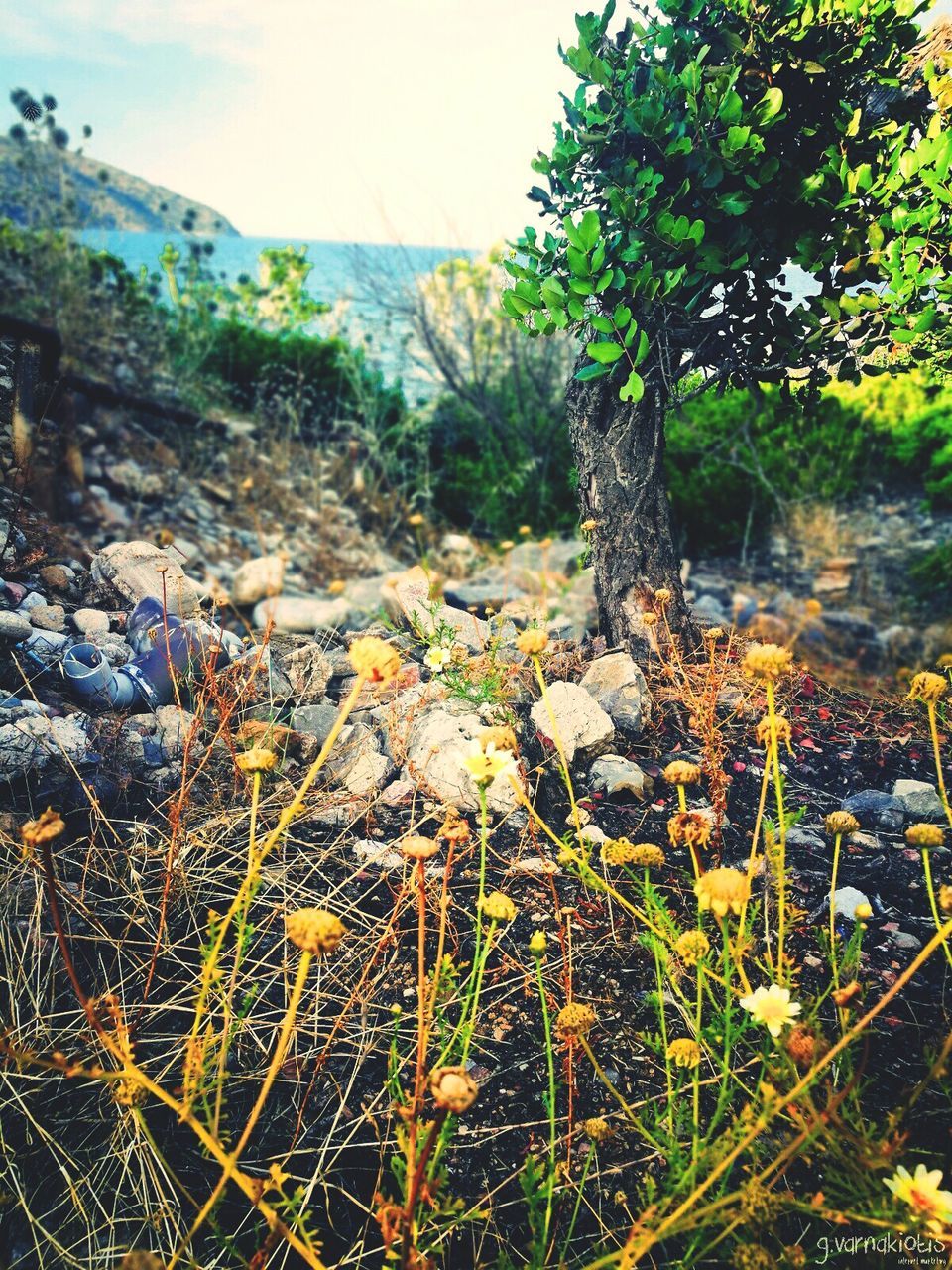 CLOSE-UP OF PLANTS GROWING ON FIELD IN FOREST