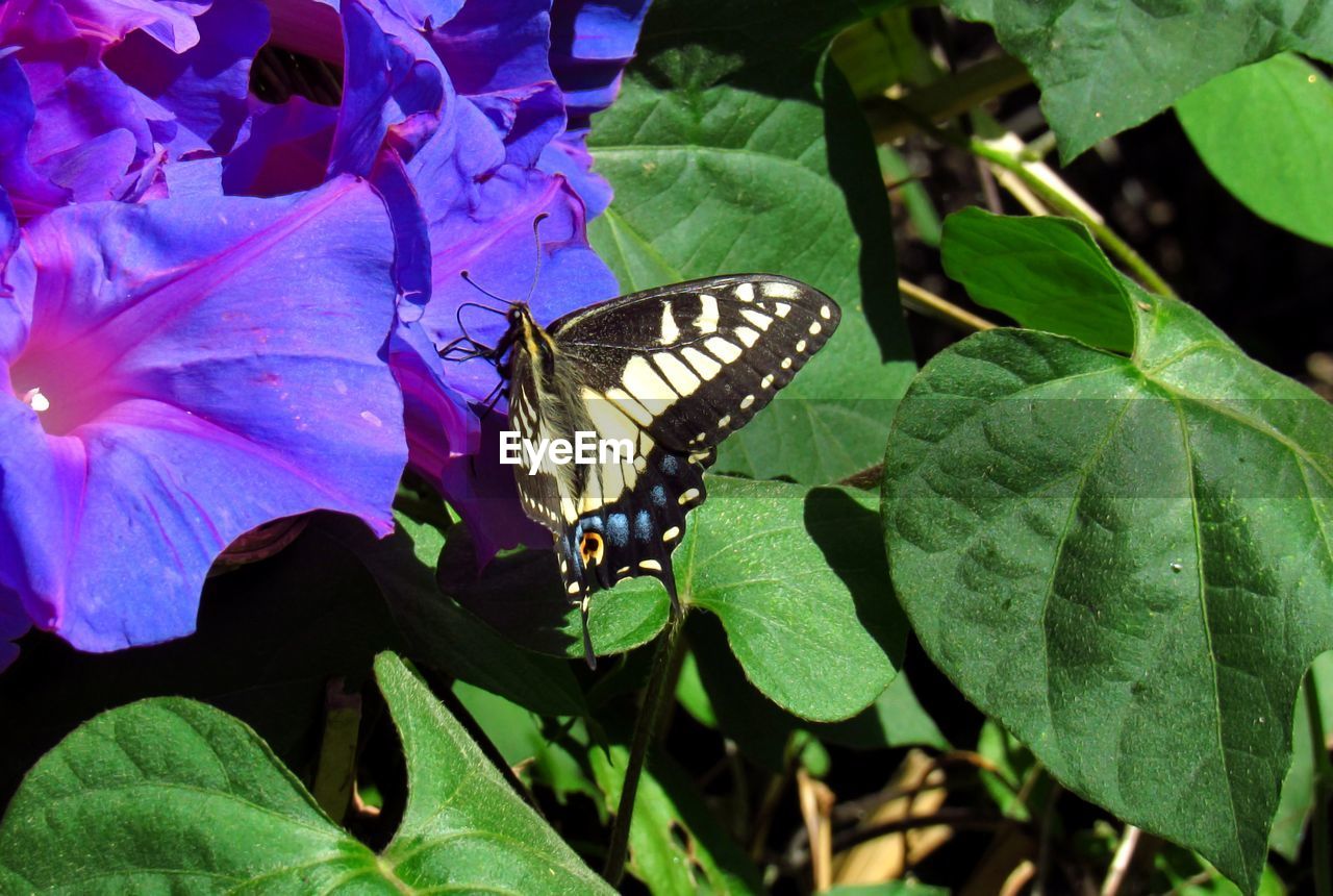 CLOSE-UP OF BUTTERFLY POLLINATING ON FLOWER