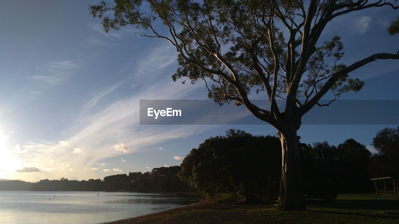 TREE BY LAKE AGAINST SKY DURING SUNSET