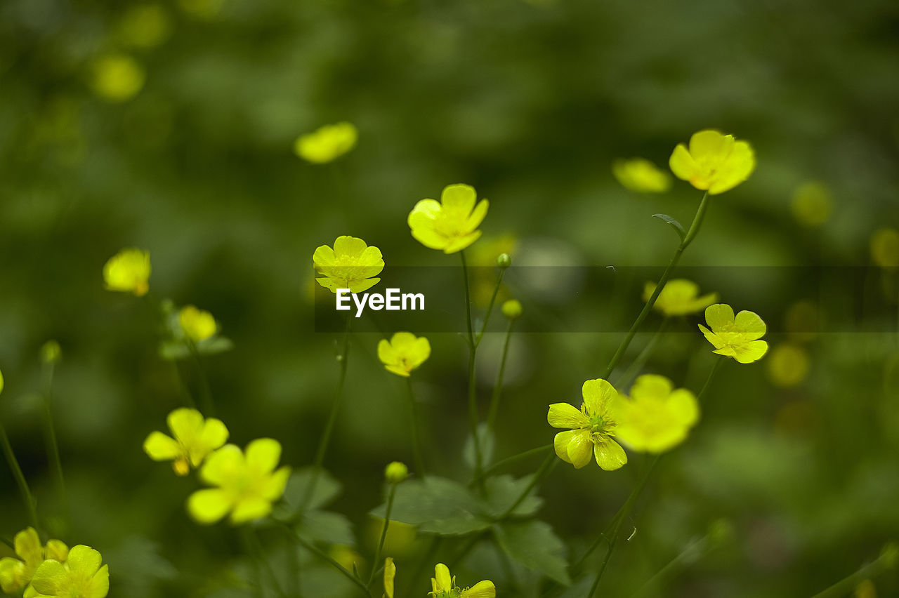 plant, flower, flowering plant, beauty in nature, freshness, nature, meadow, green, yellow, growth, close-up, field, springtime, summer, no people, land, fragility, environment, outdoors, sunlight, plant part, wildflower, macro photography, rapeseed, selective focus, leaf, focus on foreground, landscape, day, plain, grass, mustard, blossom, grassland, rural scene, petal, backgrounds, non-urban scene, vibrant color, flower head, botany, tree, tranquility