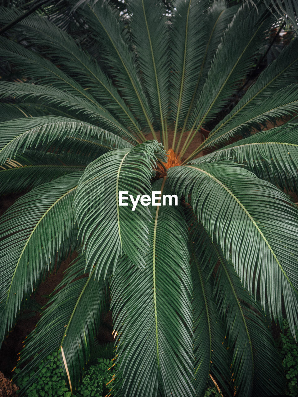 FULL FRAME OF PALM TREE