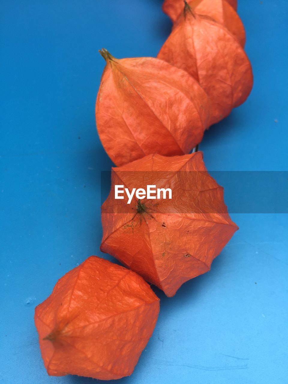 Close-up of orange autumn leaf against blue sky