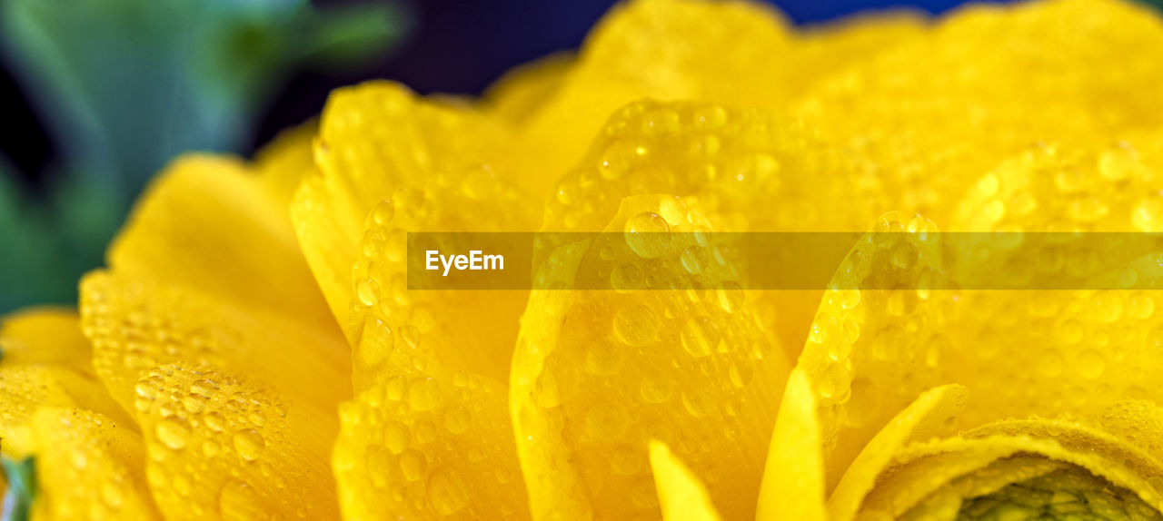 Drops of dew at a yellow leaves flower. panoramic view