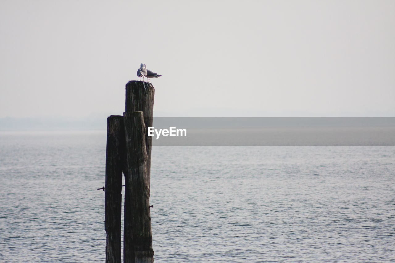 SEAGULLS PERCHING ON WOODEN POST IN SEA