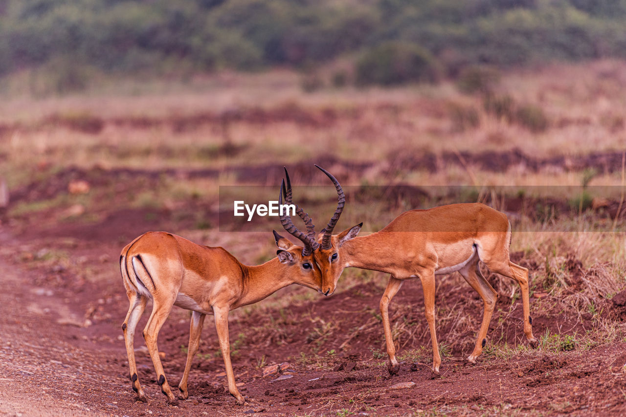 animal, animal wildlife, animal themes, wildlife, impala, mammal, group of animals, antelope, grassland, springbok, no people, savanna, nature, gazelle, safari, two animals, full length, travel destinations, deer, domestic animals, outdoors, herd, landscape, herbivorous, prairie, environment, tourism, side view, plant, day, standing, beauty in nature, travel