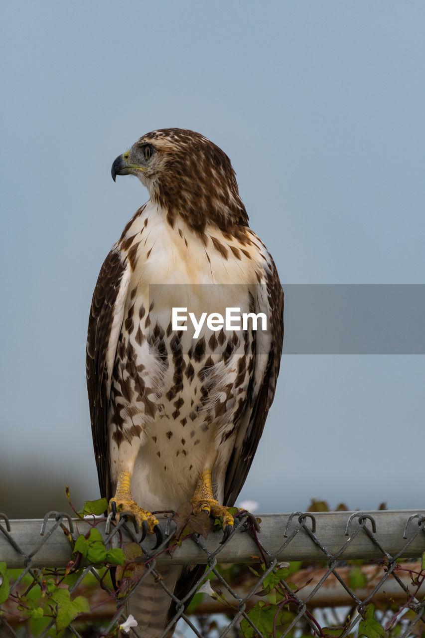 Red-tailed hawk looking to the side while perched on a fence.