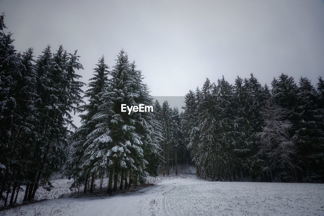 PINE TREES ON SNOW COVERED LAND