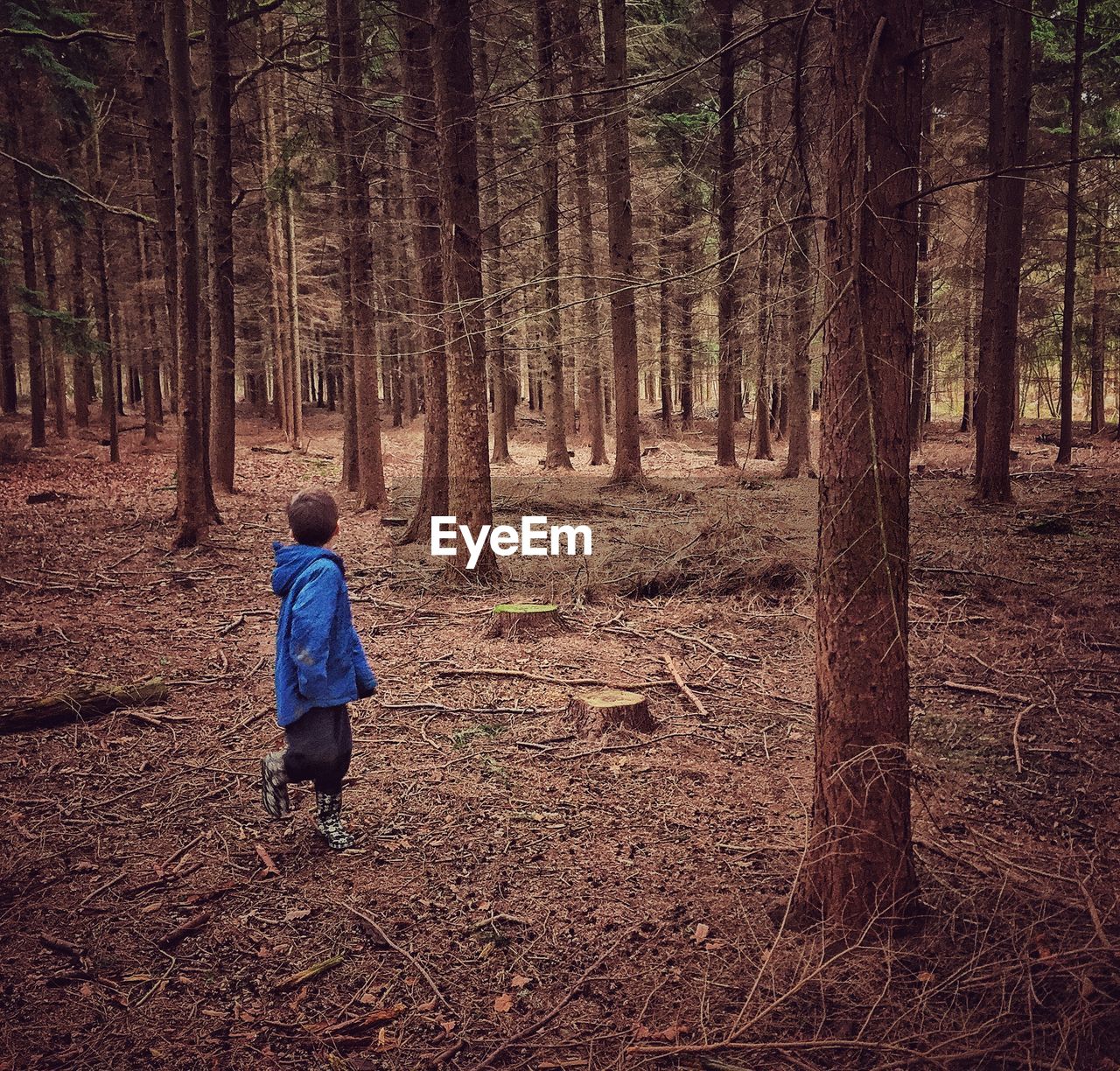 Full length of boy walking in forest