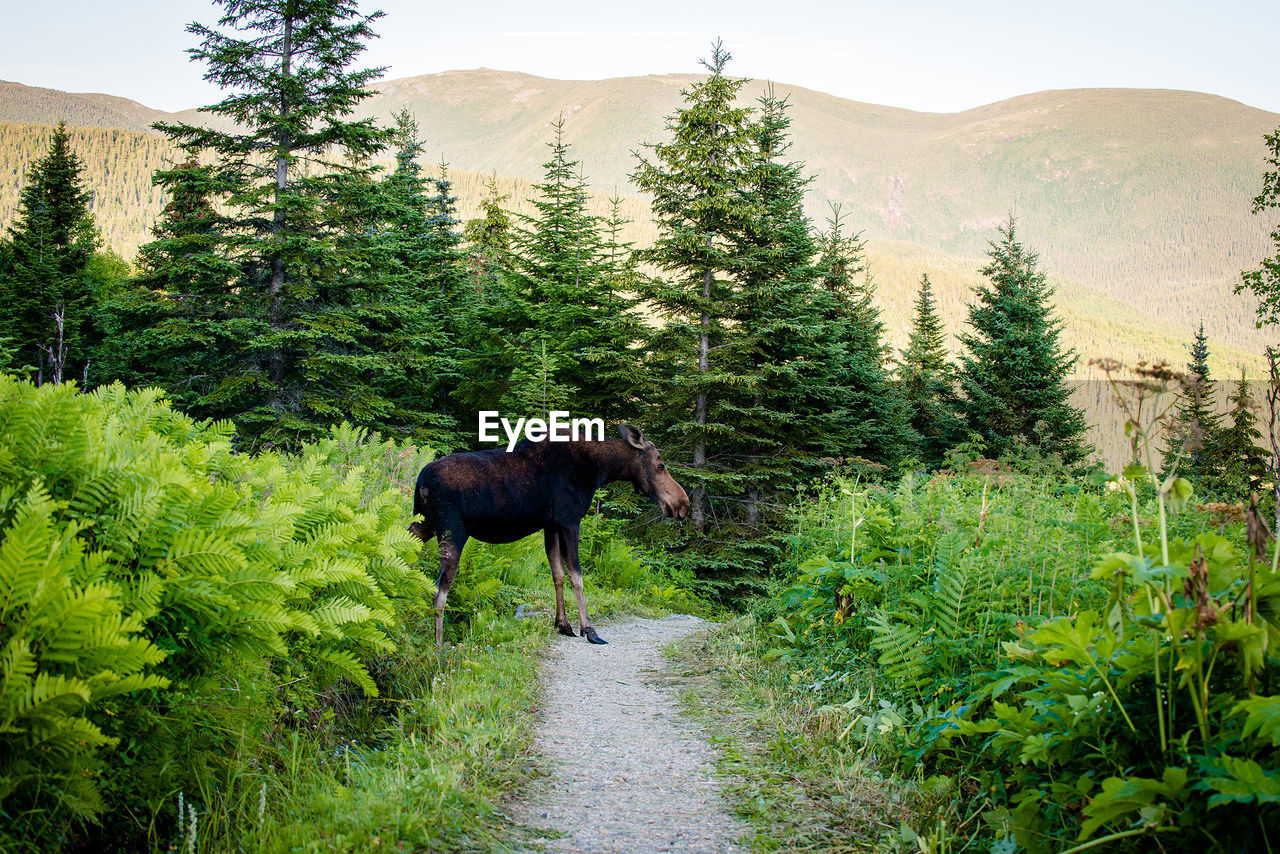 Side view of moose in forest
