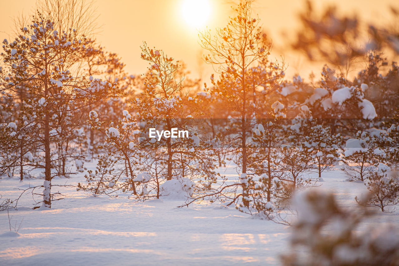 Trees on snow covered field against sky