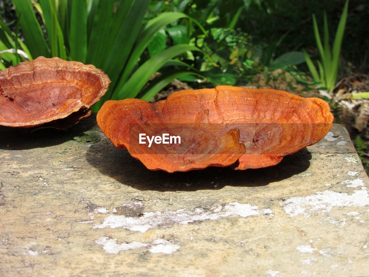 Close-up of shelf fungi on bench