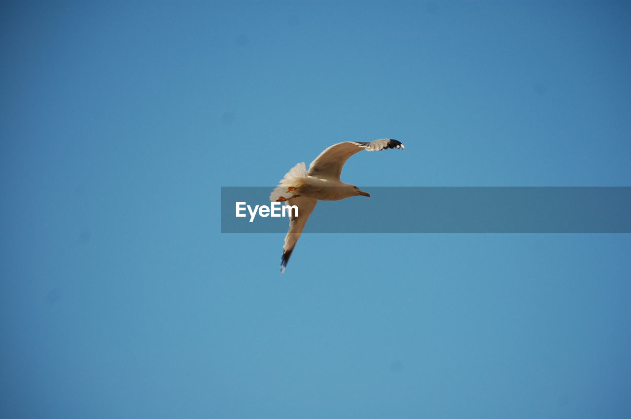 Seagull in flight