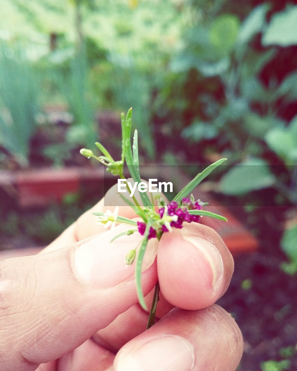 CLOSE-UP OF HAND HOLDING INSECT ON FLOWER