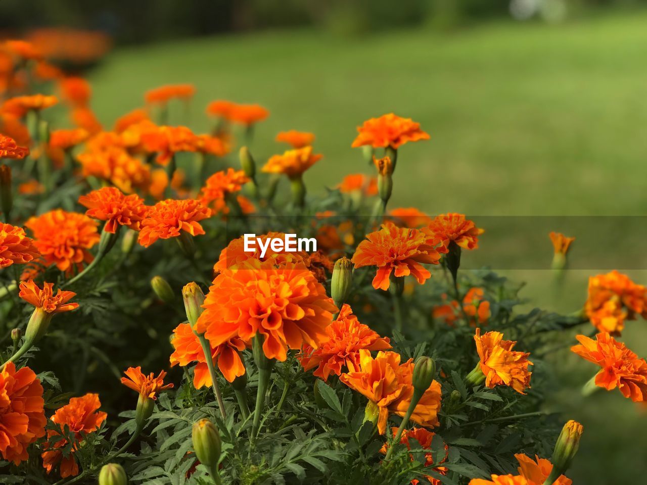 CLOSE-UP OF ORANGE FLOWERS BLOOMING OUTDOORS