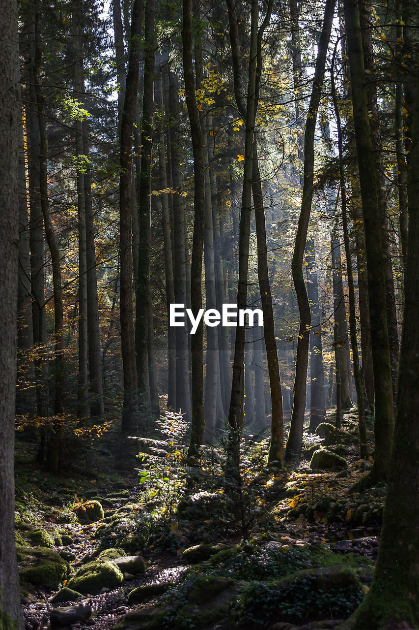 View of trees in the forest