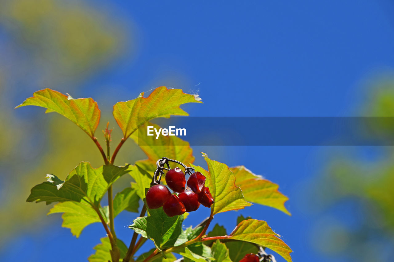 LOW ANGLE VIEW OF RED LEAVES