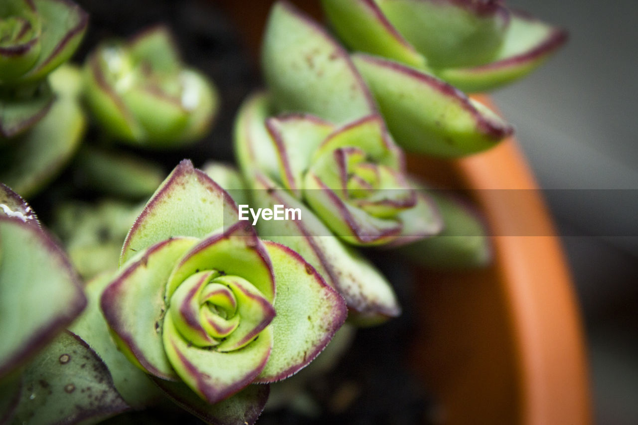 CLOSE-UP OF SUCCULENT PLANTS