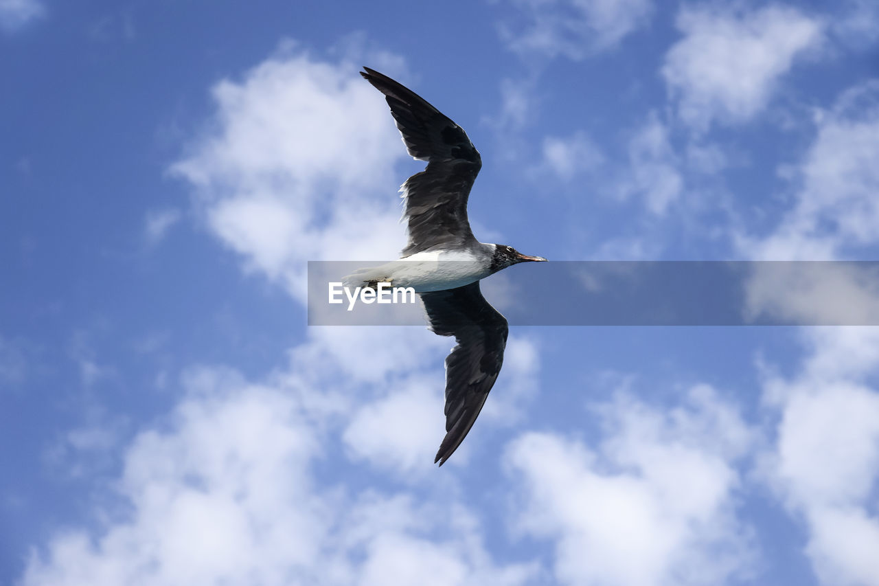 Large white seagull flies in blue sky with clouds, freedom in wild. copy space.