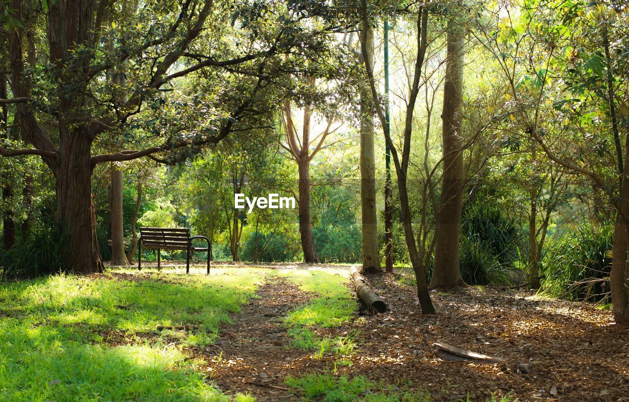 VIEW OF TREES IN FOREST