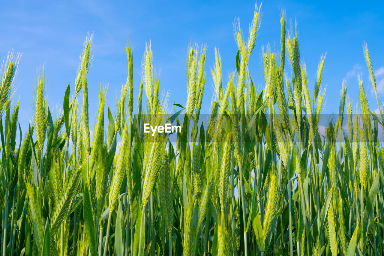 Cultivated wheat field and ears of wheat photographed up close.