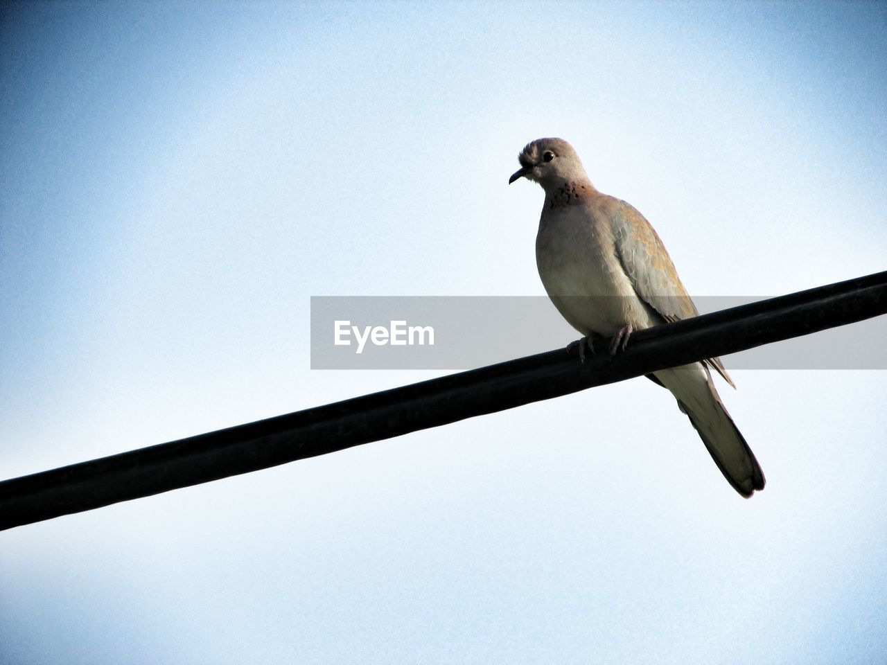 Low angle view of bird perching on cable