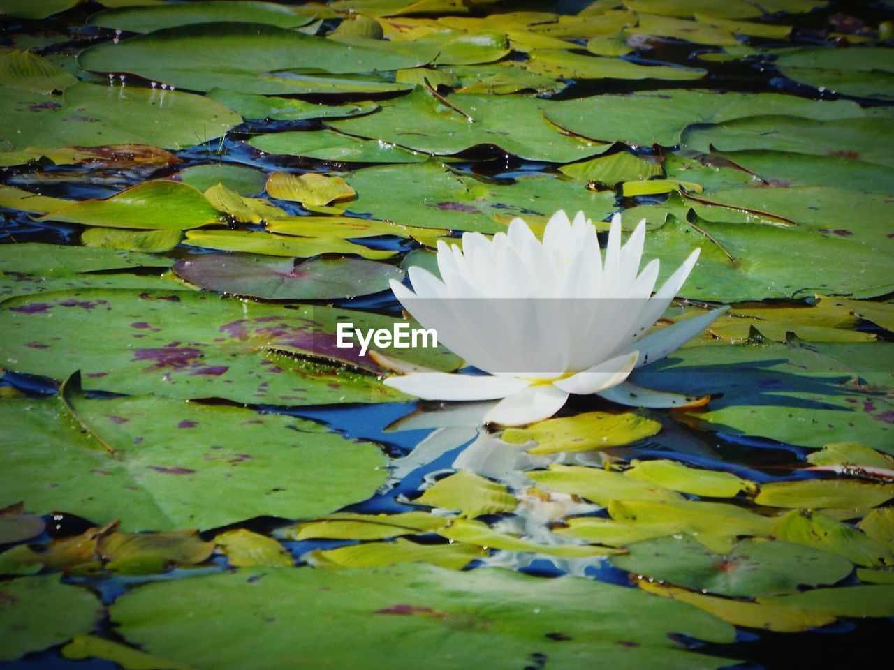 CLOSE-UP OF LOTUS WATER LILY IN POND