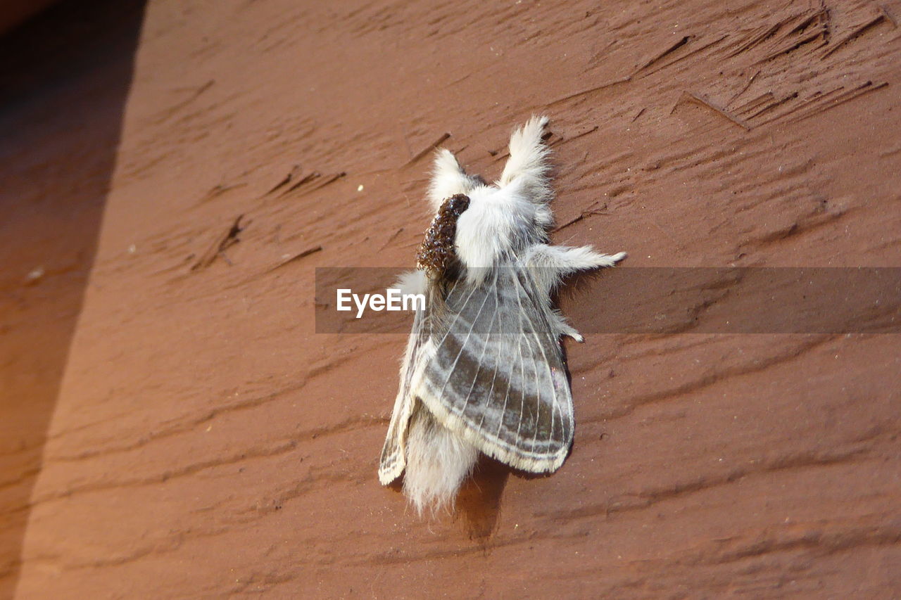 Close-up of moth on brown wall