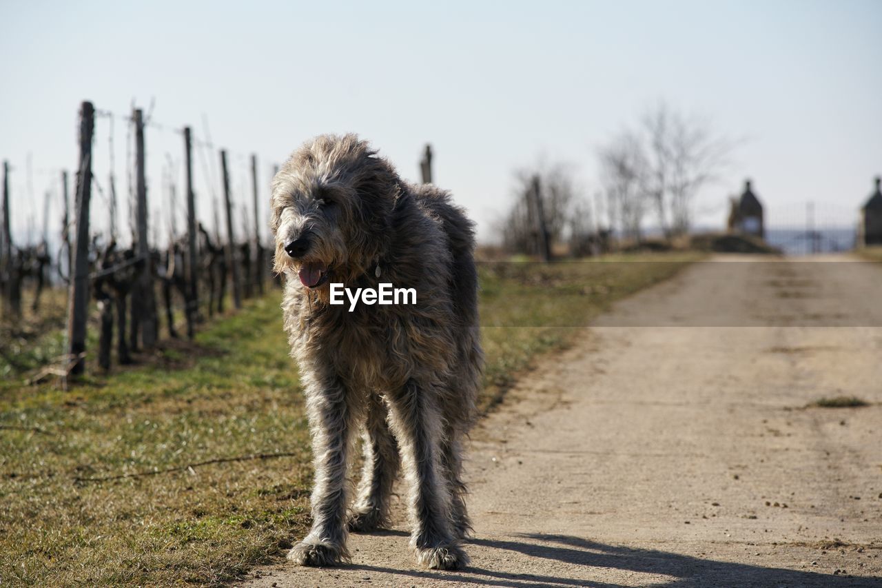 Dog on dirt road against sky