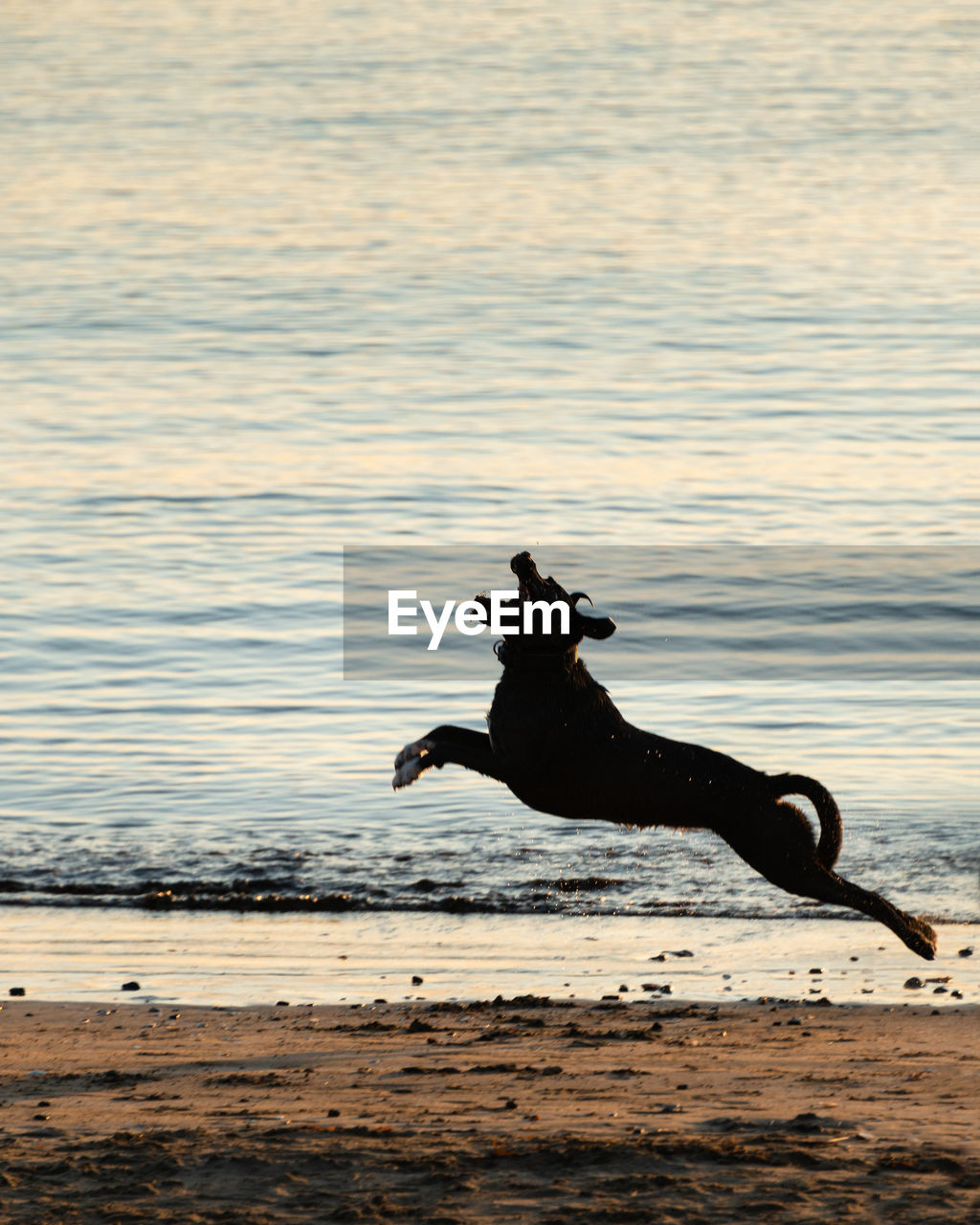 BLACK DOG RUNNING ON BEACH