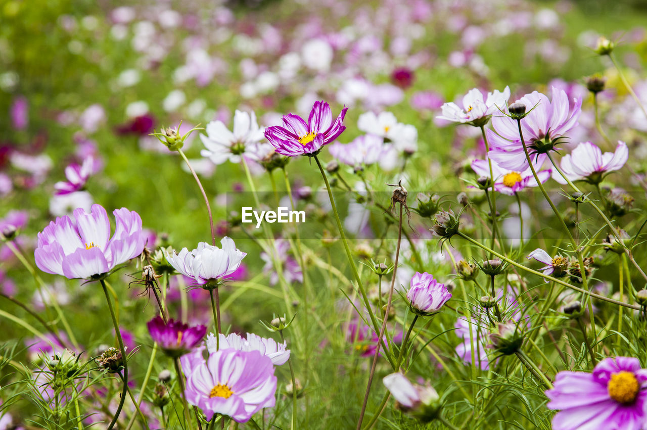 A field of beautifull summer flowers in moscow park. russia.