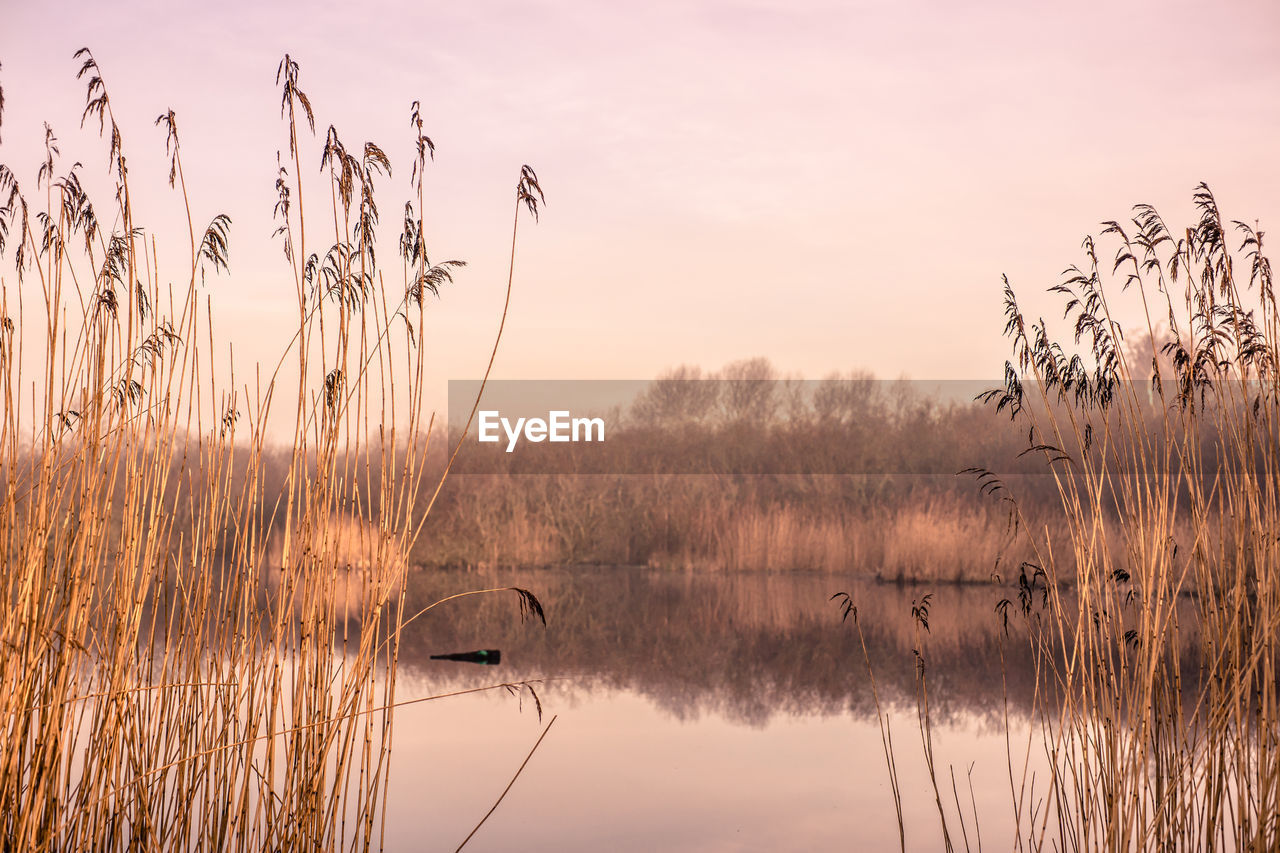 Grass in lake against sky