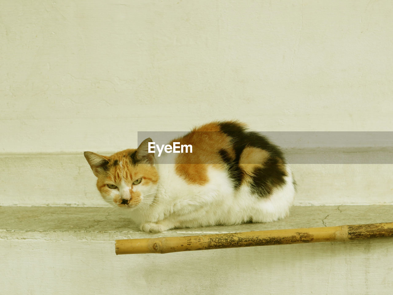 CAT RELAXING AGAINST WALL